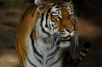 Картинка животные тигры отдых кошка амурский тигр