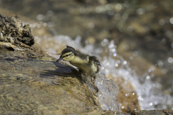 Картинка животные утки капли вода малыш уточка