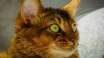 Картинка животные коты анфас морда