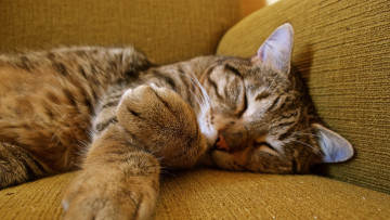 Картинка животные коты диван