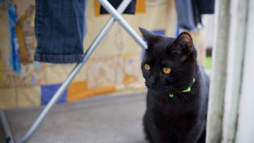 Картинка животные коты ошейник черный цвет