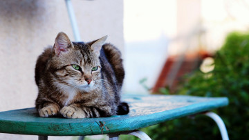 Картинка животные коты растения отдых стул