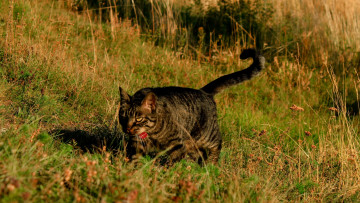 Картинка животные коты растения трава