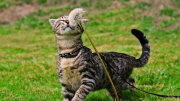 Картинка животные коты растения трава одуванчик поводок
