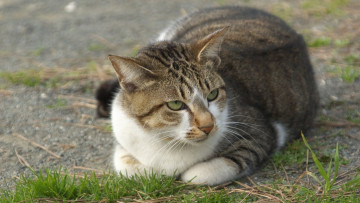 Картинка животные коты растения трава отдых