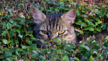 Картинка животные коты растения взгляд морда