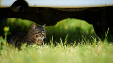 Картинка животные коты трава отдых растения