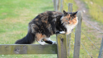 Картинка животные коты трава забор