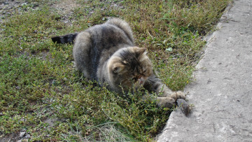 Картинка животные коты улица охота трава мышь
