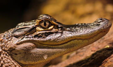 Картинка животные крокодилы голова глаза крокодил зубы рот