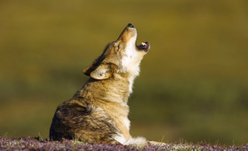 Картинка животные волки +койоты +шакалы вой волк