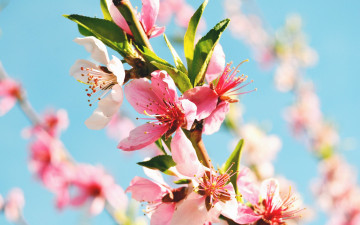 Картинка цветы цветущие+деревья+ +кустарники макро ветка цветение весна