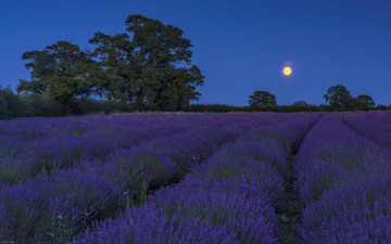 Картинка цветы лаванда поле луна ночь пейзаж картинки