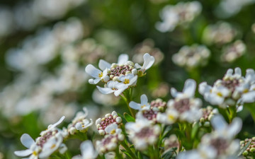 Картинка цветы лепестки белые весна