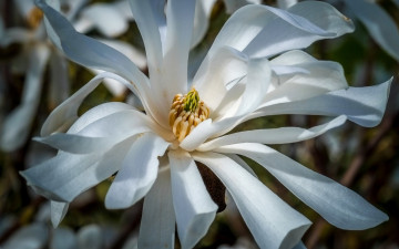 Картинка цветы магнолии магнолия цветение белые весна