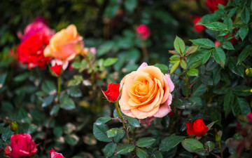 Картинка цветы розы бутоны кусты