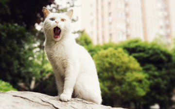 Картинка животные коты деревья зевает белый цвет здание улица