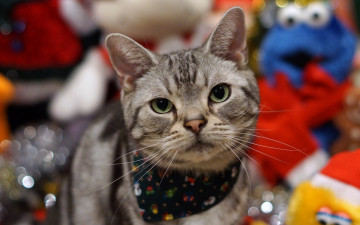 Картинка животные коты игрушки платок морда профиль взгляд