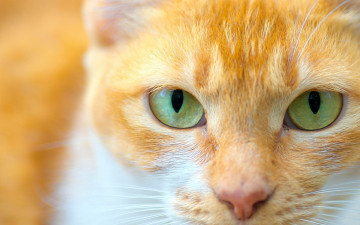 Картинка животные коты морда профиль