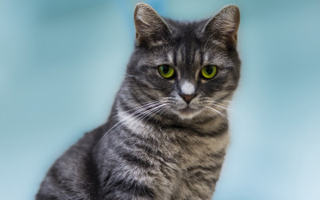 Картинка животные коты профиль голубой фон