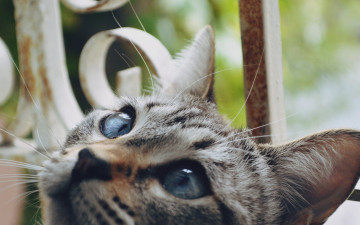 Картинка животные коты решетка морда