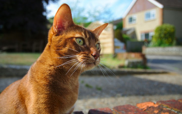 Картинка животные коты улица дорога рыжий цвет здание