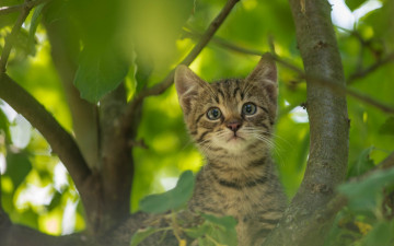 Картинка животные коты взгляд дерево листья