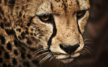Картинка животные леопарды леопард кошка лицо пятна нос