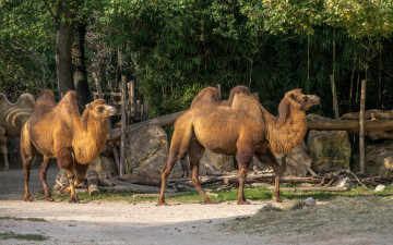 Картинка животные верблюды зоопарк