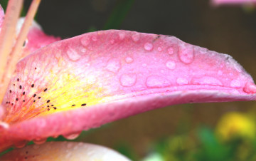 Картинка цветы лилии +лилейники розовый лепесток лилия капли роса цветок