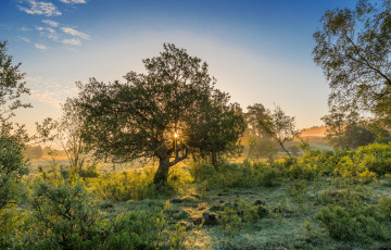 Картинка природа деревья рассвет