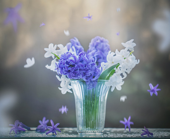 Обои картинки фото цветы, гиацинты, весна, стекло