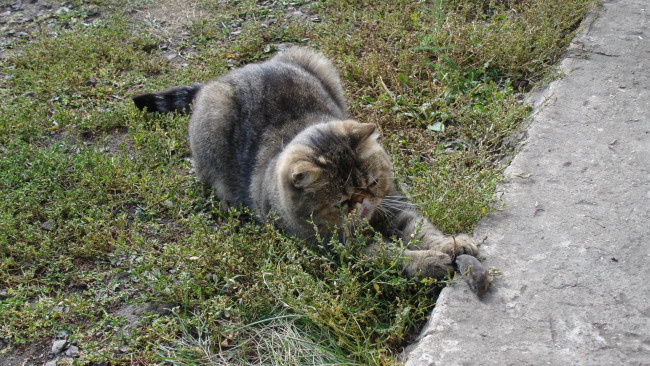 Обои картинки фото животные, коты, улица, охота, трава, мышь