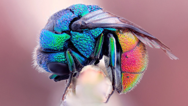 Обои картинки фото животные, насекомые, разноцветная, муха