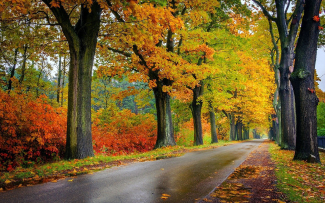 Обои картинки фото природа, дороги, осень, мокрая, дорога, деревья