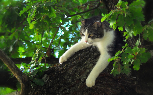 Обои картинки фото животные, коты, дерево, дуб, листья