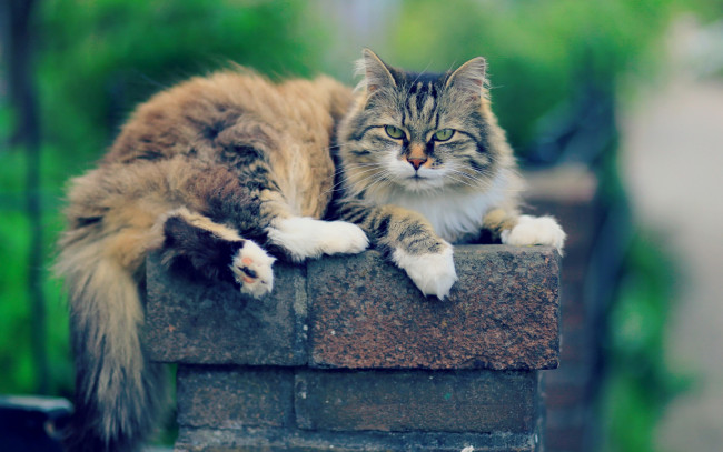 Обои картинки фото животные, коты, улица, кирпич, отдых
