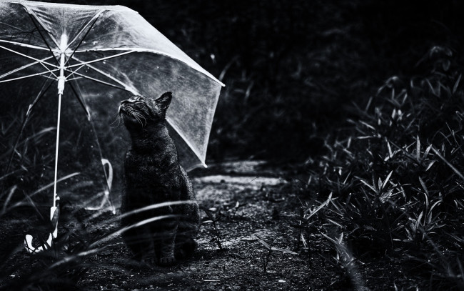 Обои картинки фото животные, коты, зонт, трава, черно-белое, фото