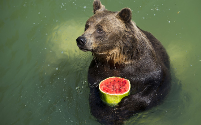 Обои картинки фото животные, медведи, капли, лапы, арбуз, медведь, вода