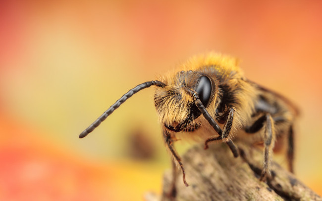 Обои картинки фото животные, пчелы,  осы,  шмели, макро, глаз, ноги, пчела, усики, насекомое
