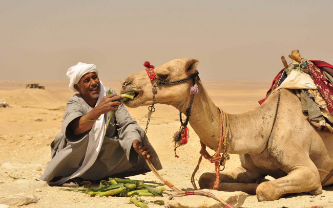 Обои картинки фото животные, верблюды, верблюд, еда, бедуин, пустыня