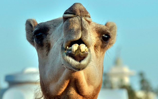 Обои картинки фото животные, верблюды, зубы, голова, верблюд