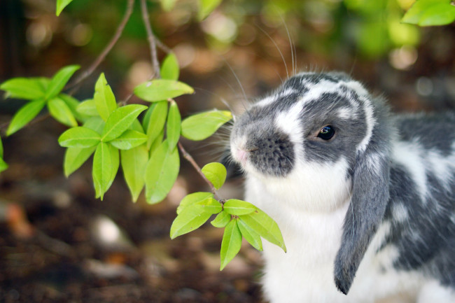 Обои картинки фото животные, кролики,  зайцы, листья, кролик, уши, нос, ветка