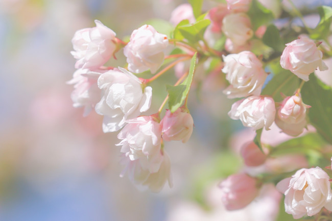 Обои картинки фото цветы, цветущие деревья ,  кустарники, бутоны, ветка, весна, макро, цветение