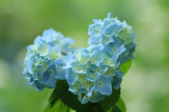 Обои картинки фото цветы, гортензия, фон, букет, синий