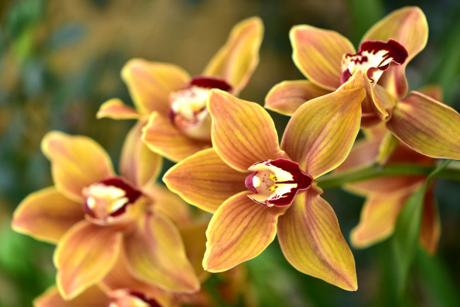 Обои картинки фото цветы, орхидеи, макро, ветка, орхидея