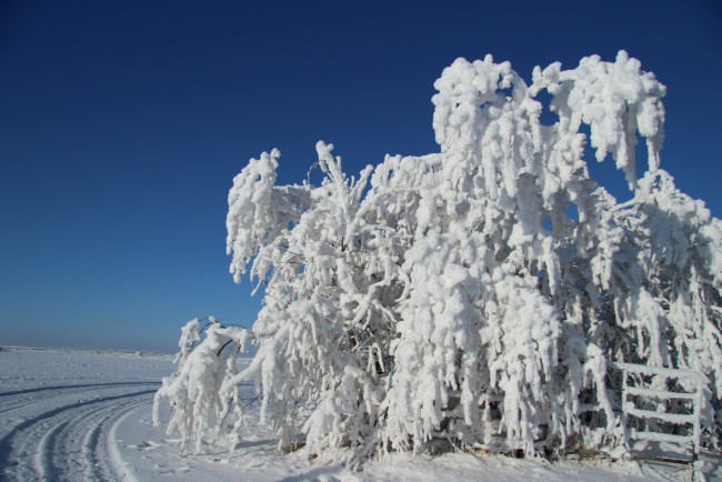 Обои картинки фото природа, зима, иней, дерево, снег