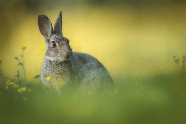 Обои картинки фото животные, кролики,  зайцы, фон, цветы, трава, ушки, кролик