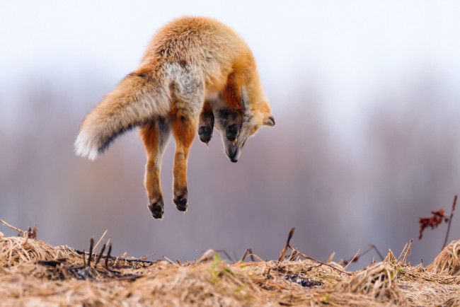 Обои картинки фото животные, лисы, в, воздухе, хвост, охота, лиса, прыжок, лапы