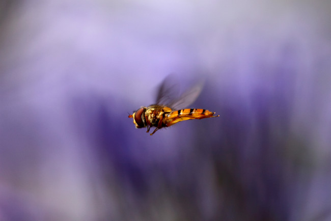 Обои картинки фото животные, насекомые, летают, крылья, полет, насекомое, макро, размытость